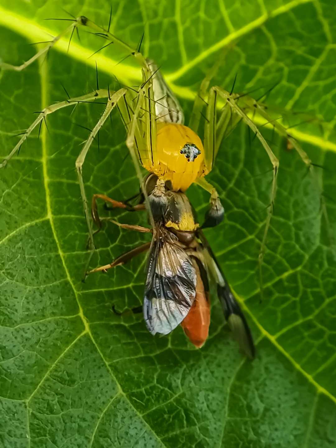 Lynx spider catching it's prey 
