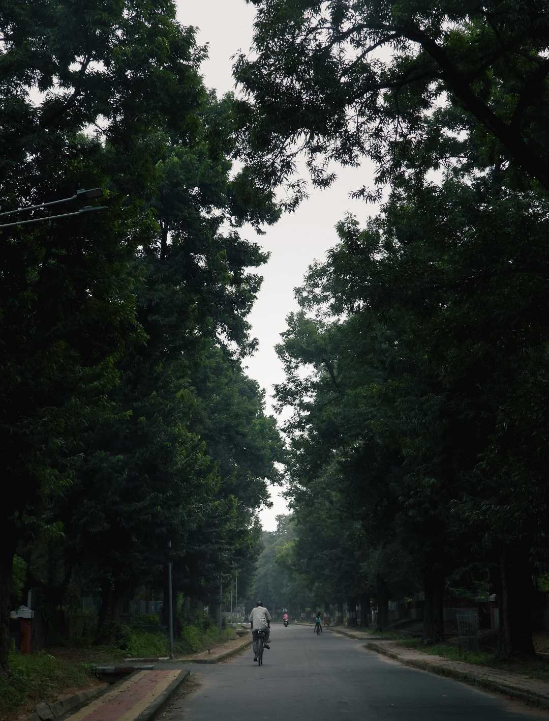 Roads surrounded by trees >>>