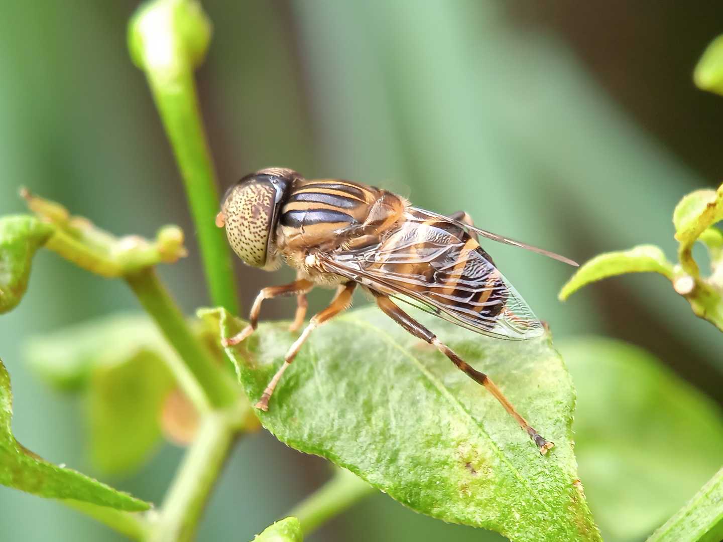 Eristalinus