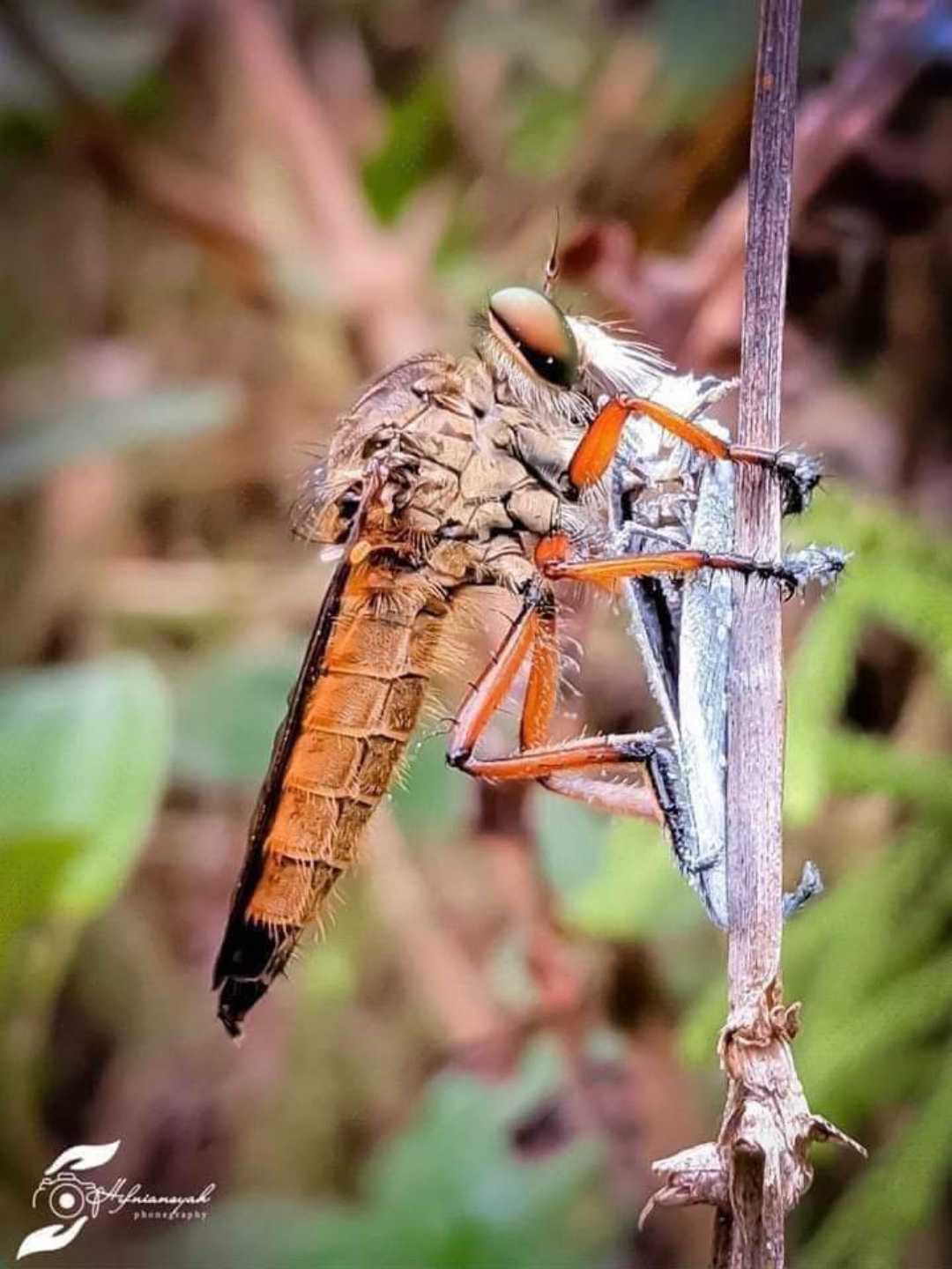 robberfly 🐝