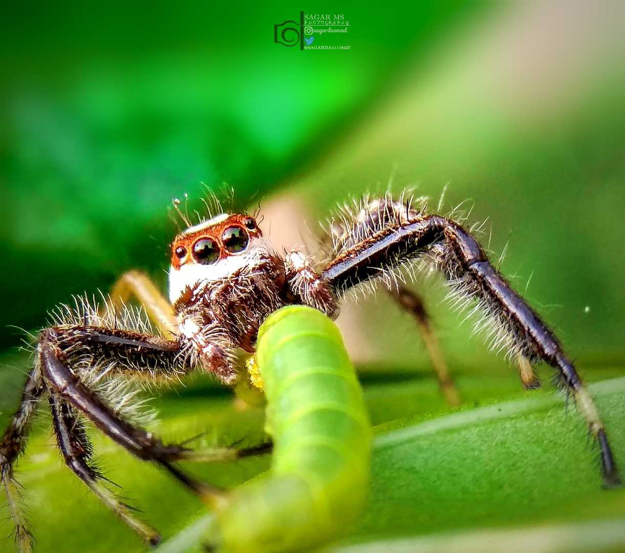Telamonia dimidiata
Spider