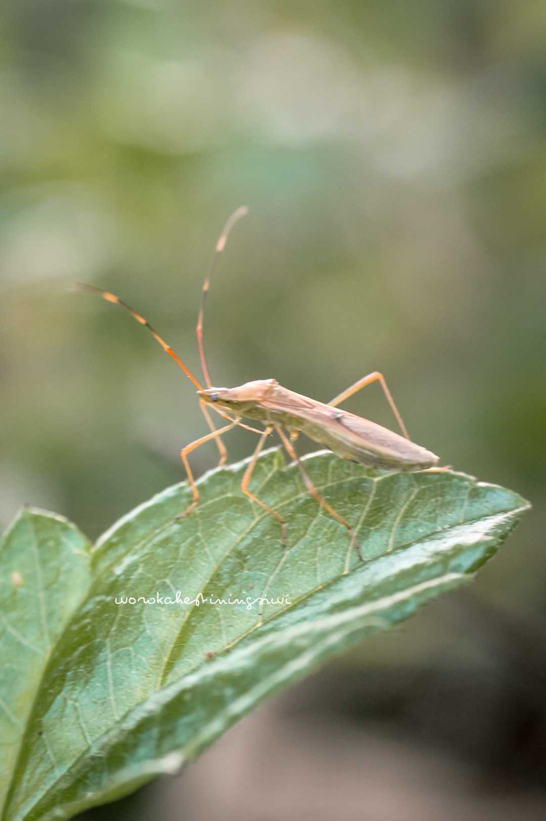 Insect Macro