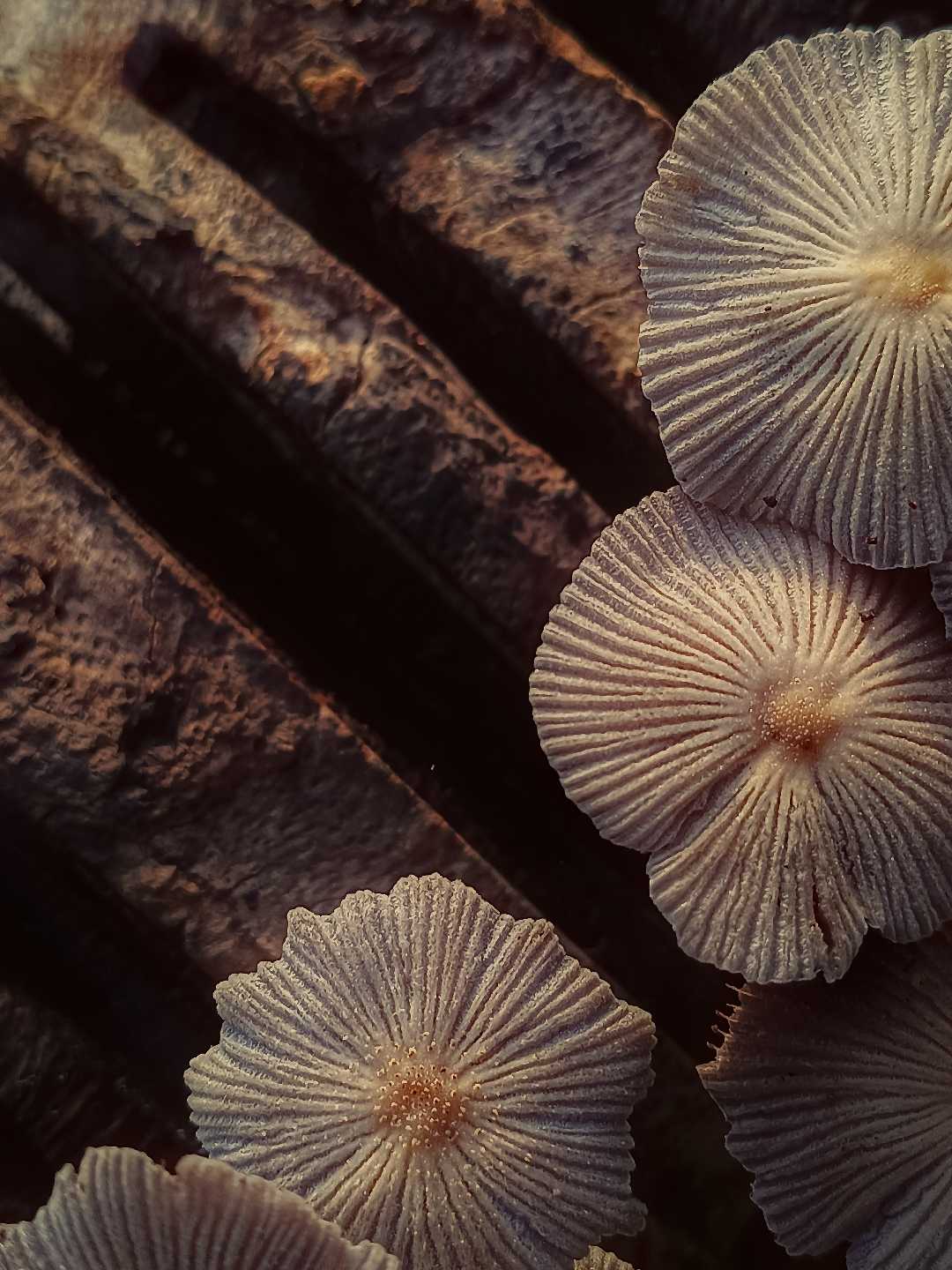 The cap of Parasola plicatilis