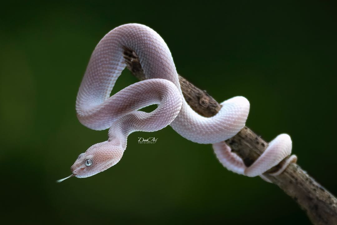 The Viper Mangroves 🐍 