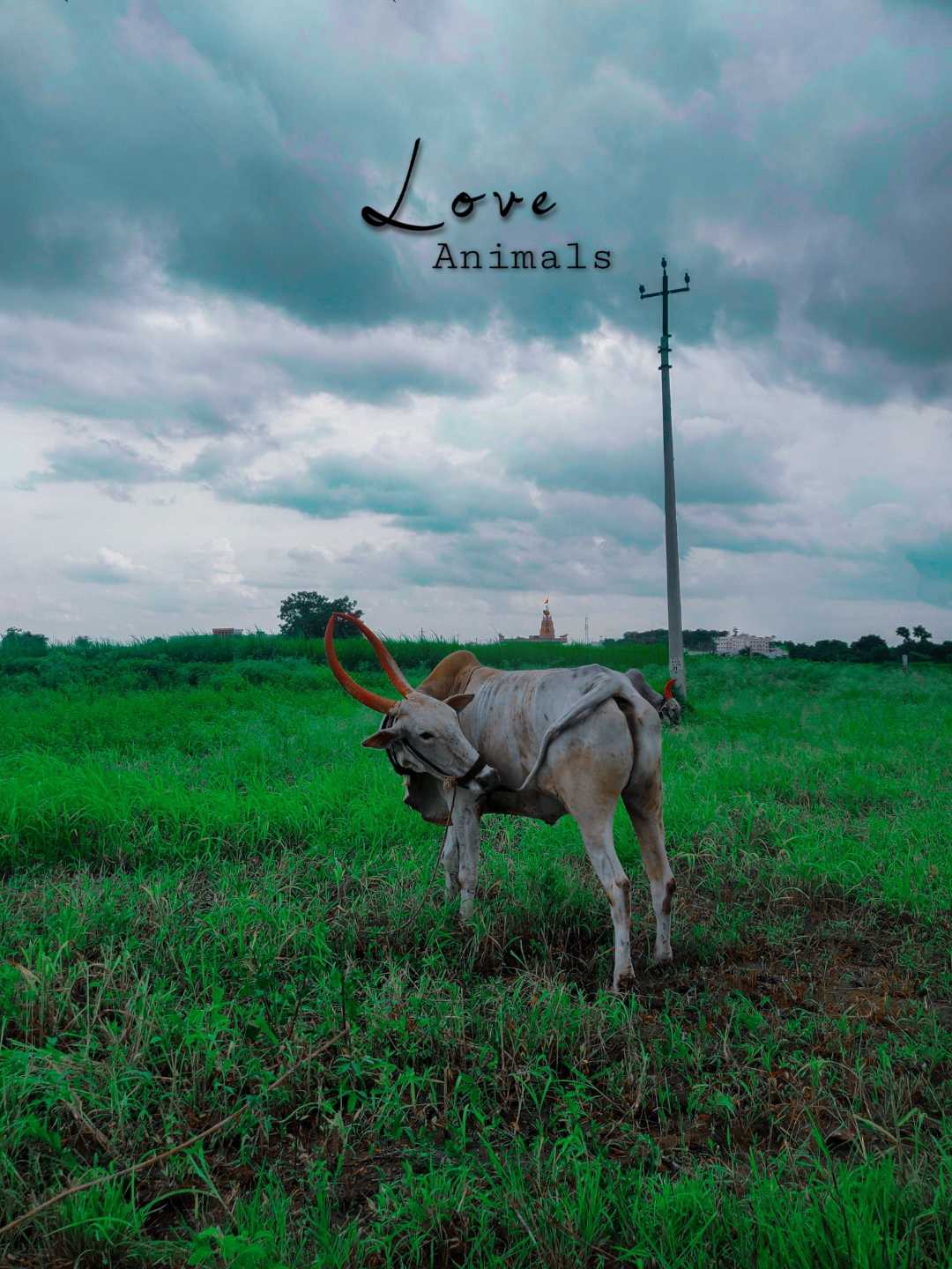 love animals