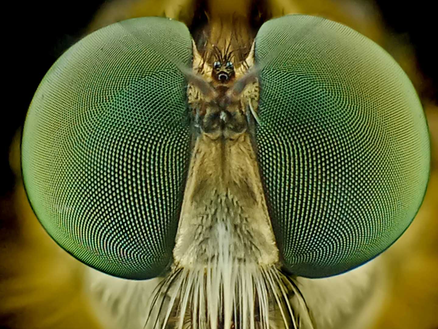 The eye