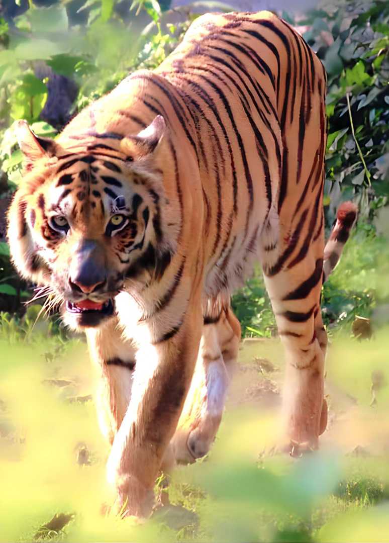 The Royal Bengal Tiger 