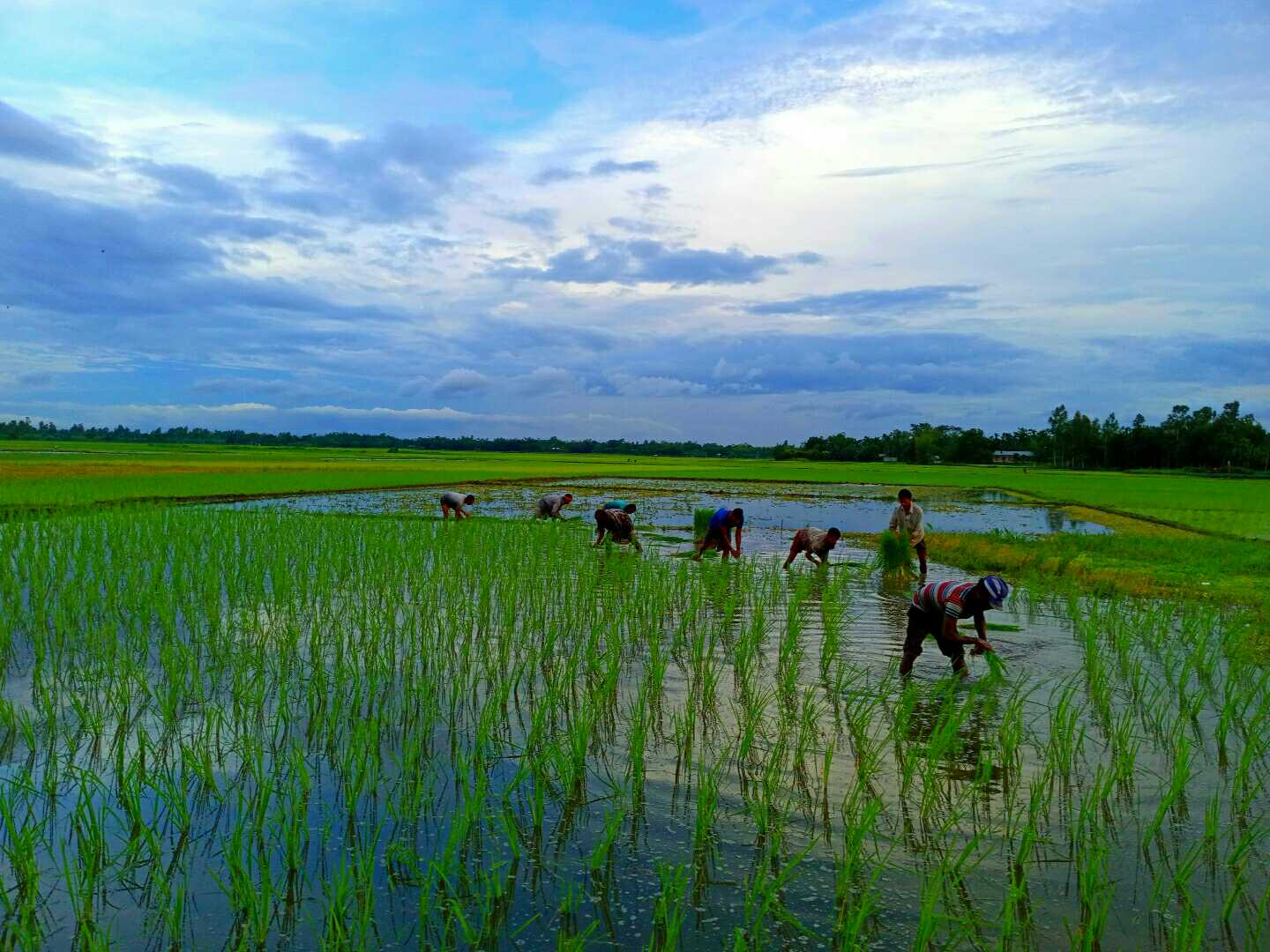 Colourful farming 