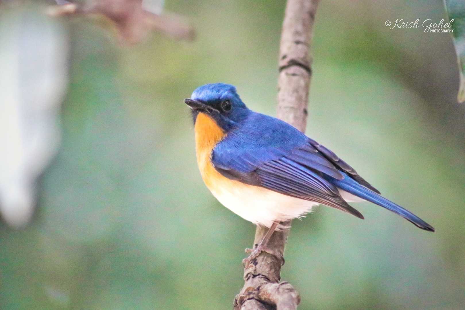 Tickell's Blue Flycatcher