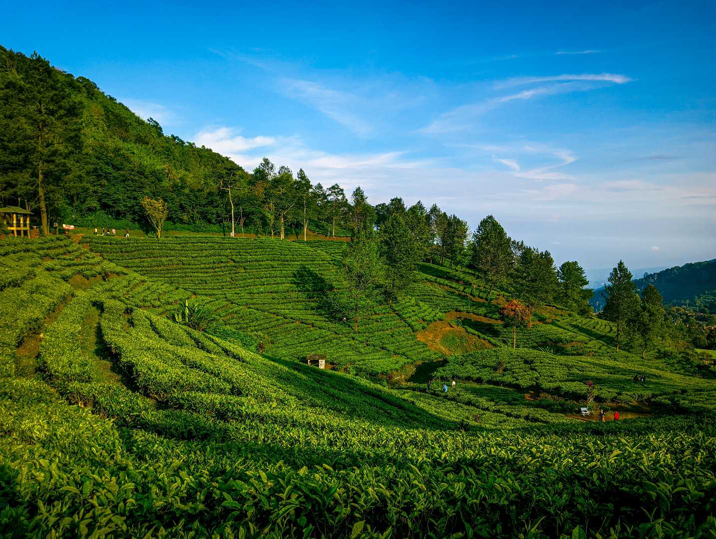 PERKEBUNAN TEH PUNCAK BOGOR 