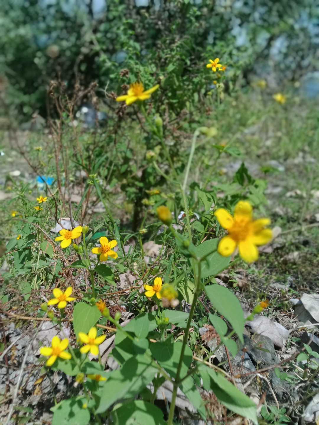 yellow Sun flowers 
