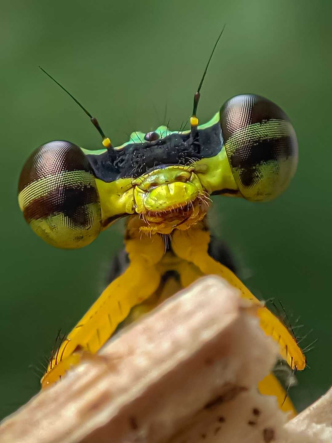 zygoptera