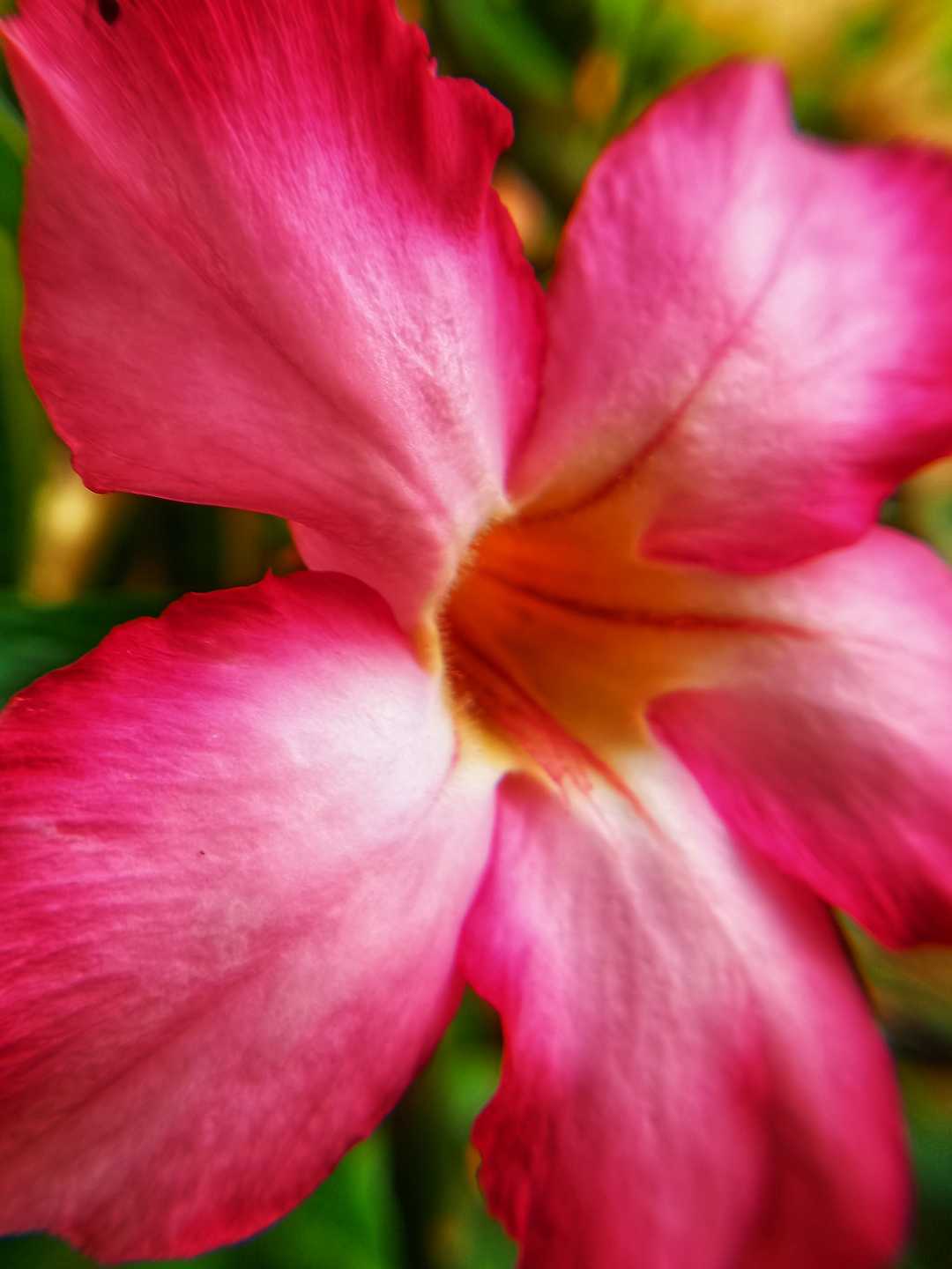 Adenium