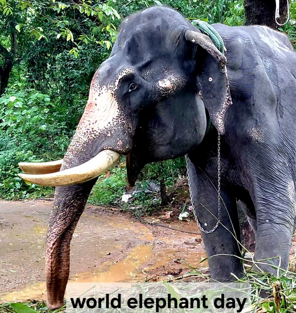 World Elephant Day