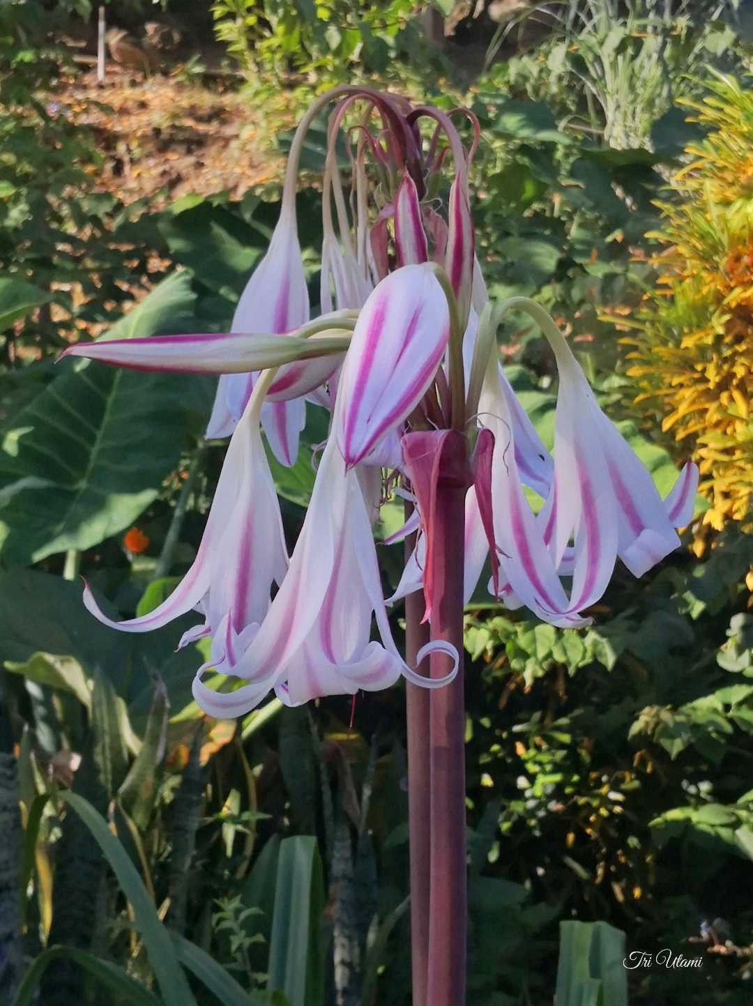 Amarilis