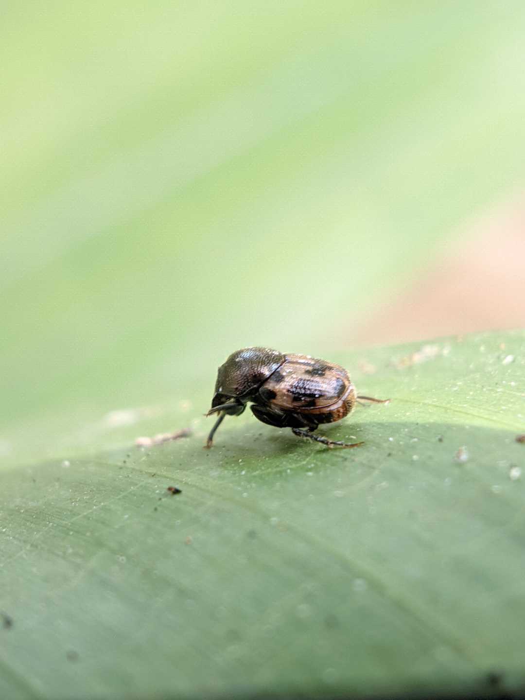 Coleoptera