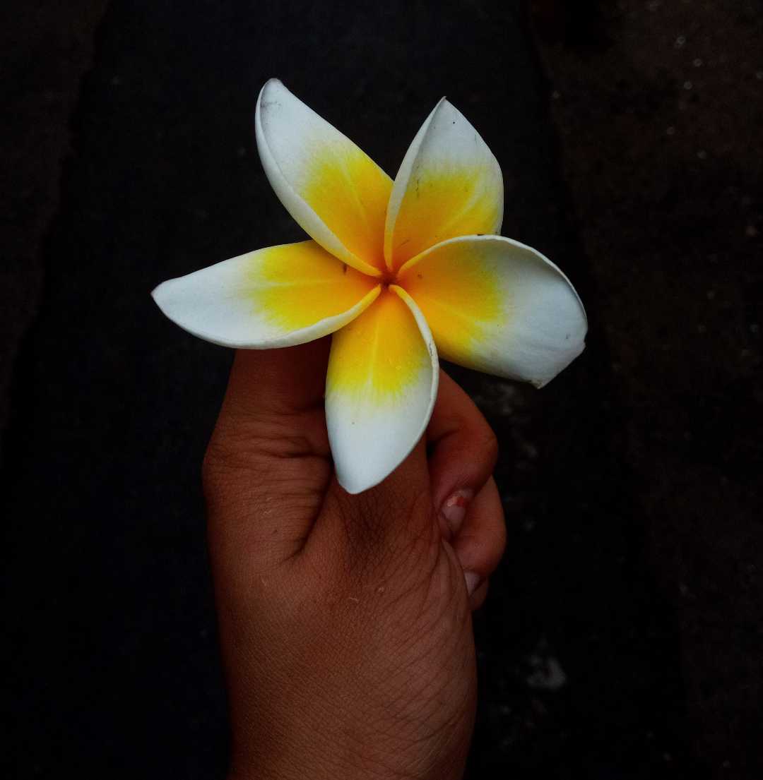 KATHGOLAP (কাঠগোলাপ) 