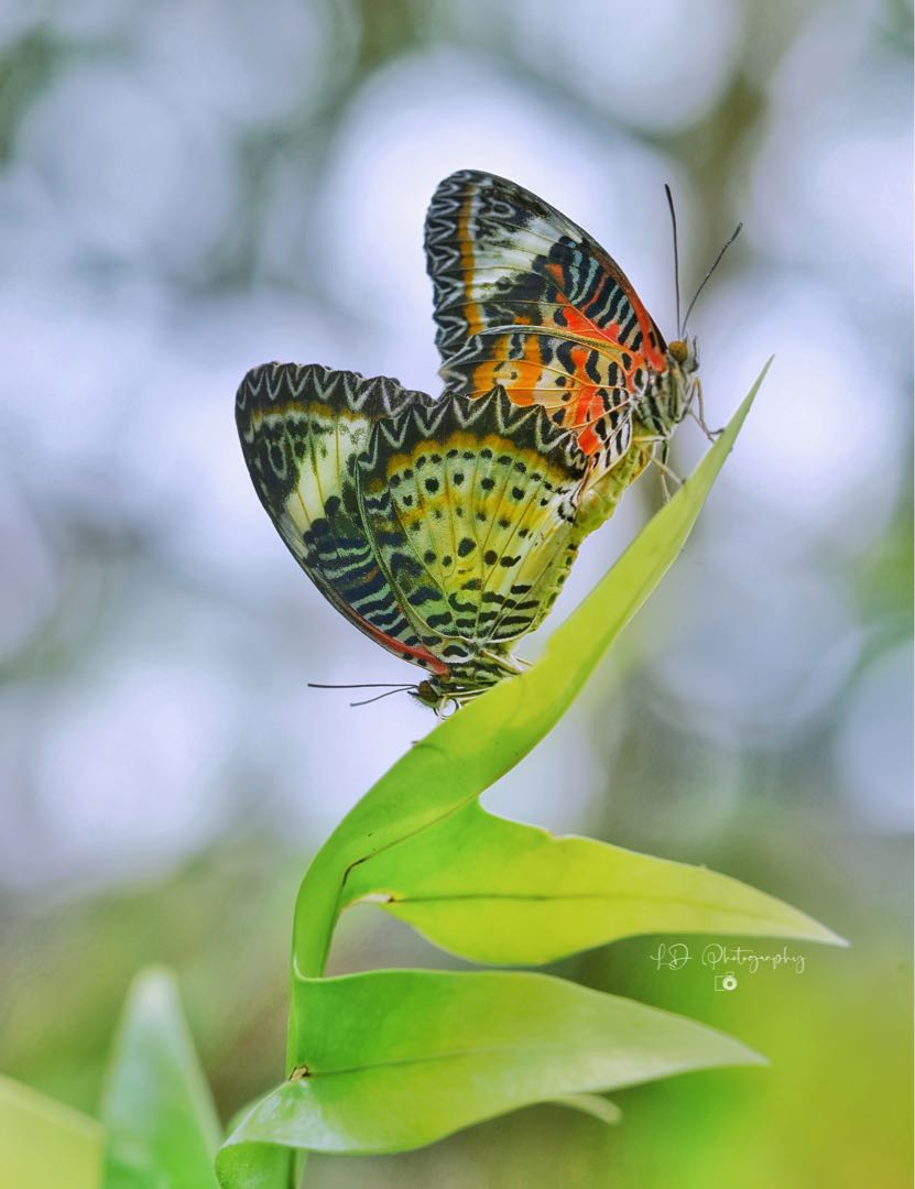 Kupu-kupu Biblis (Cethosia Biblis)