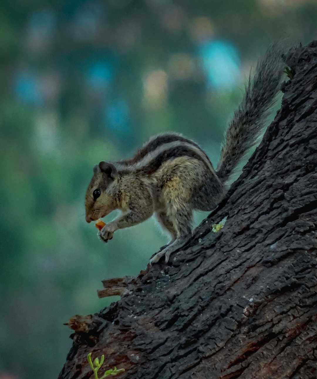 Indian palm squirrel.