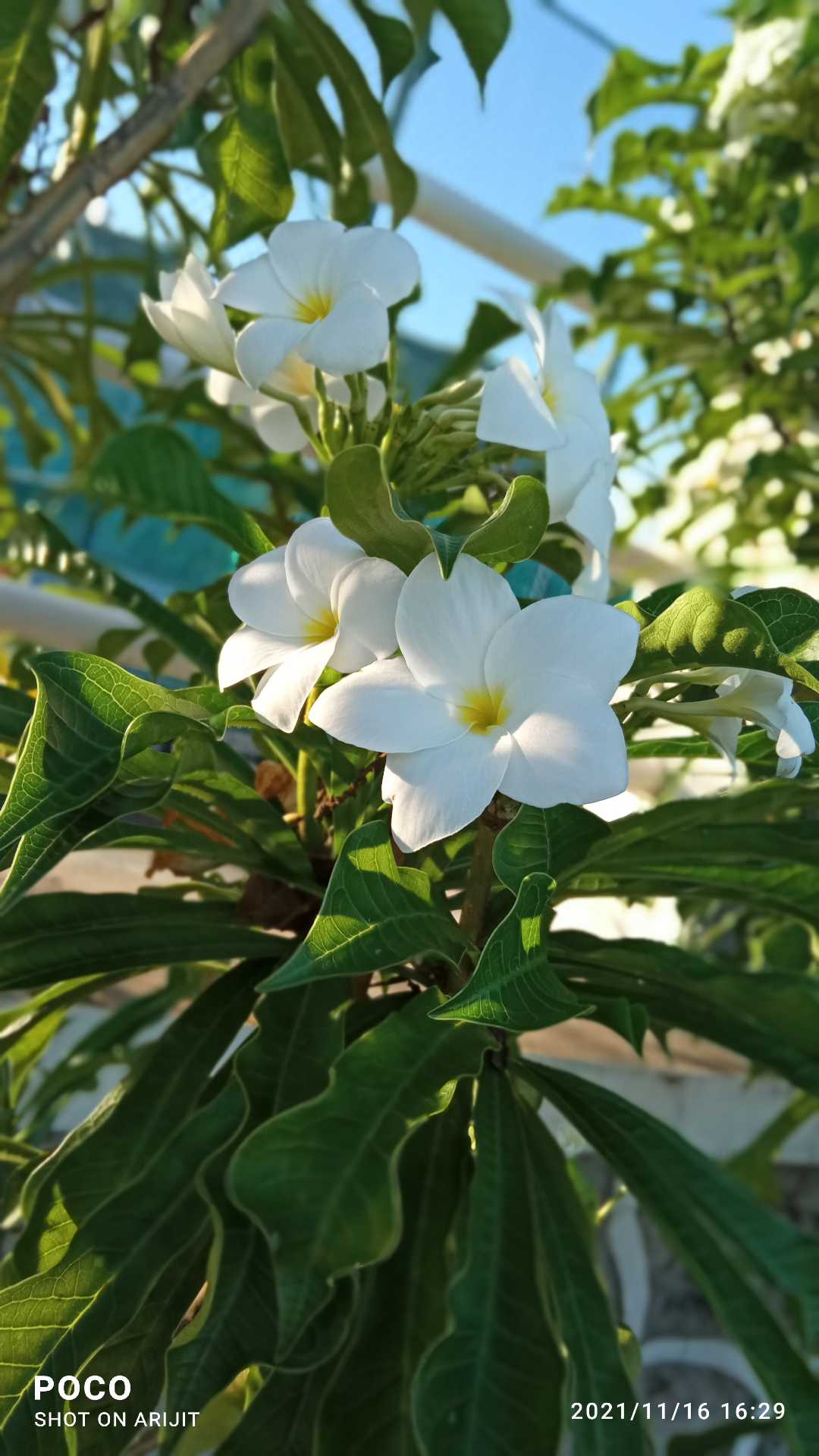 flowers beauty