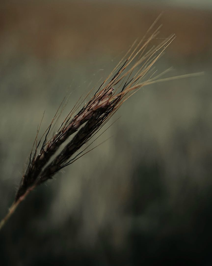 Macro photography