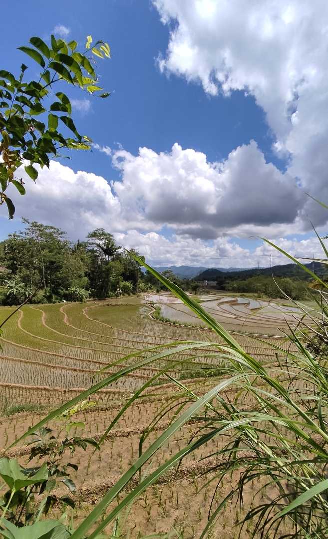 Terasering Perbatasan 