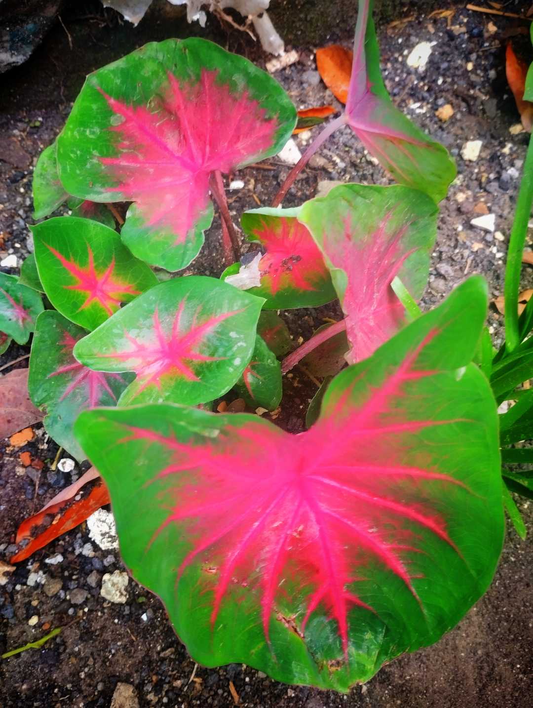 Keladi Merah