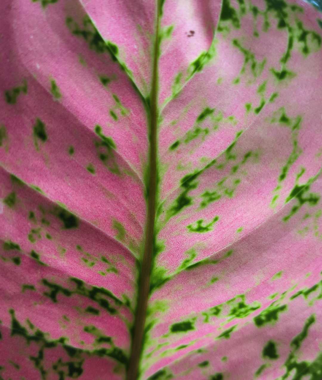 guess the plant name 🪴