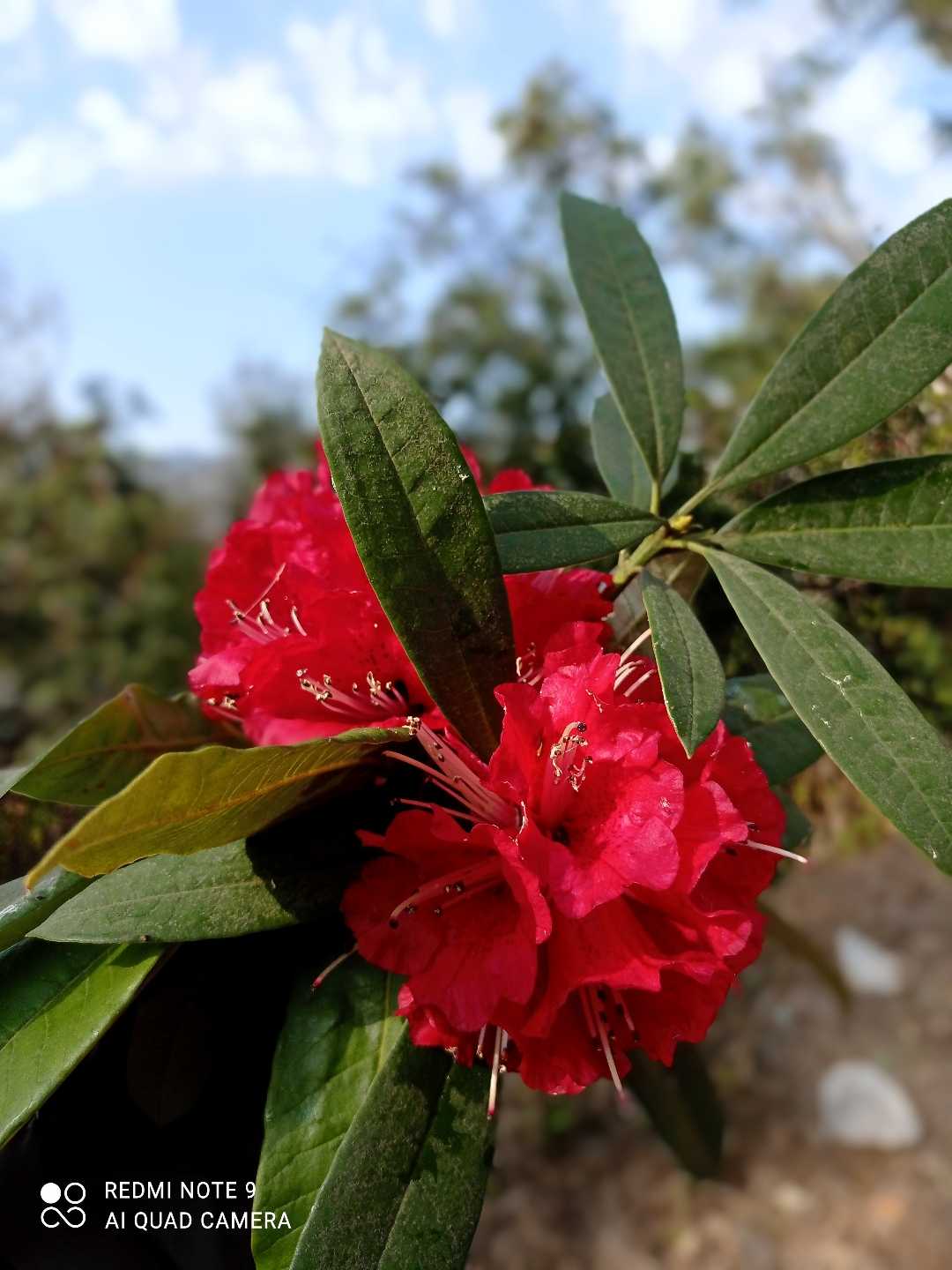 Rhododendron🍀