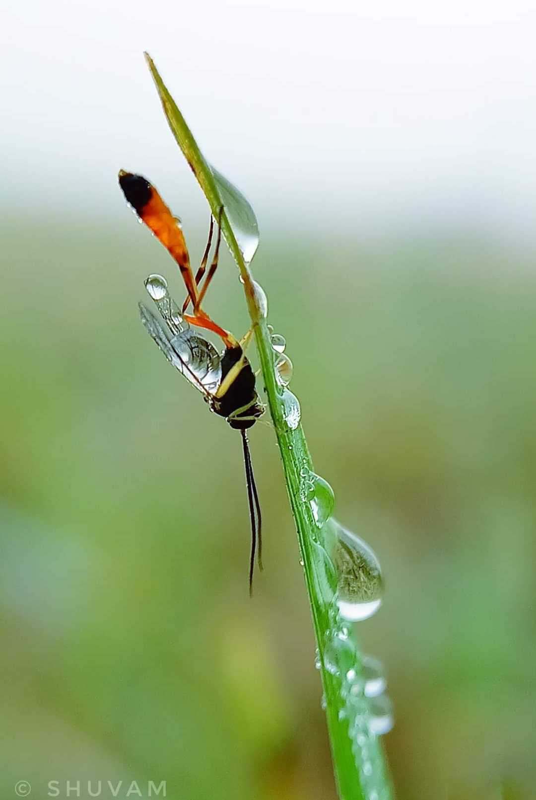 Dewy 💦🦟
