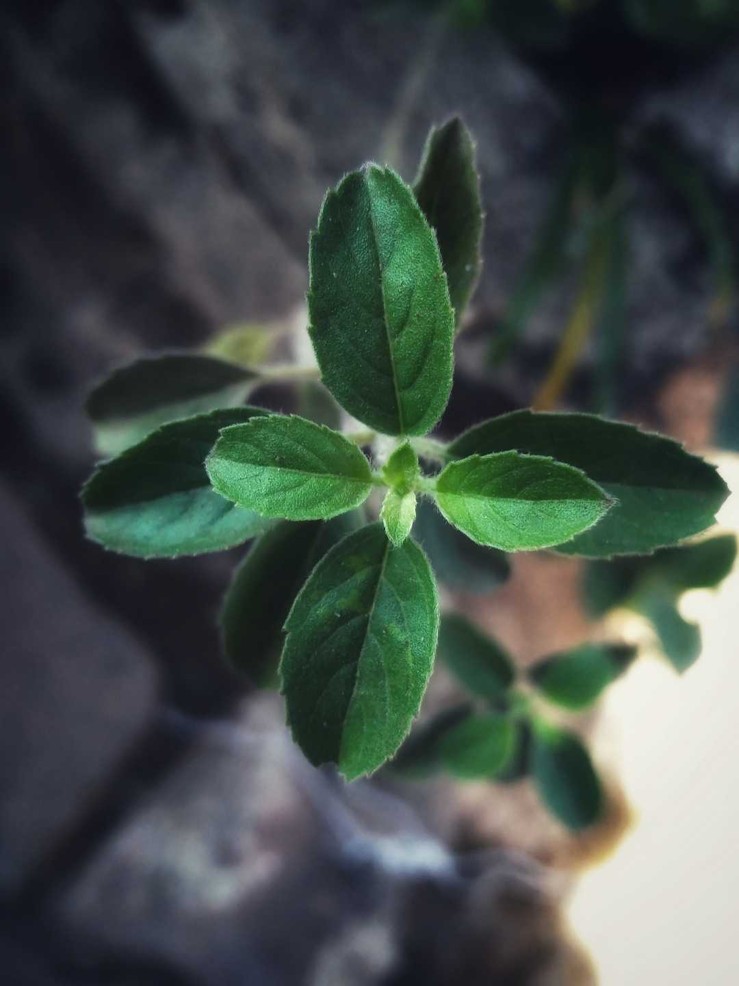 Tulsi 