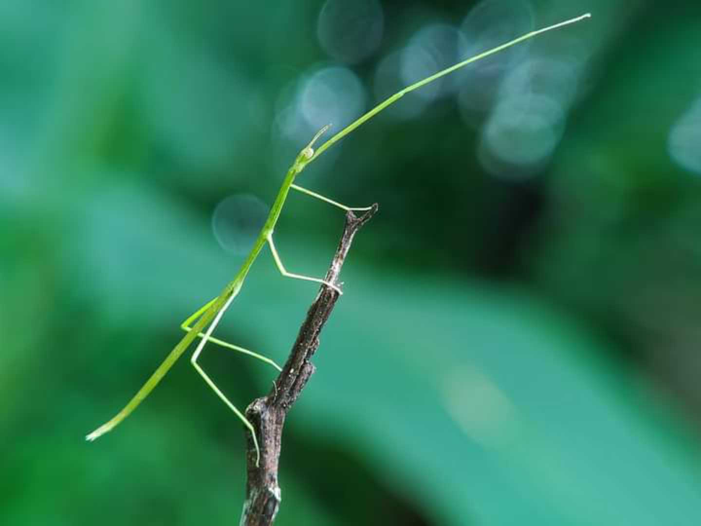 Walking Stick Insect