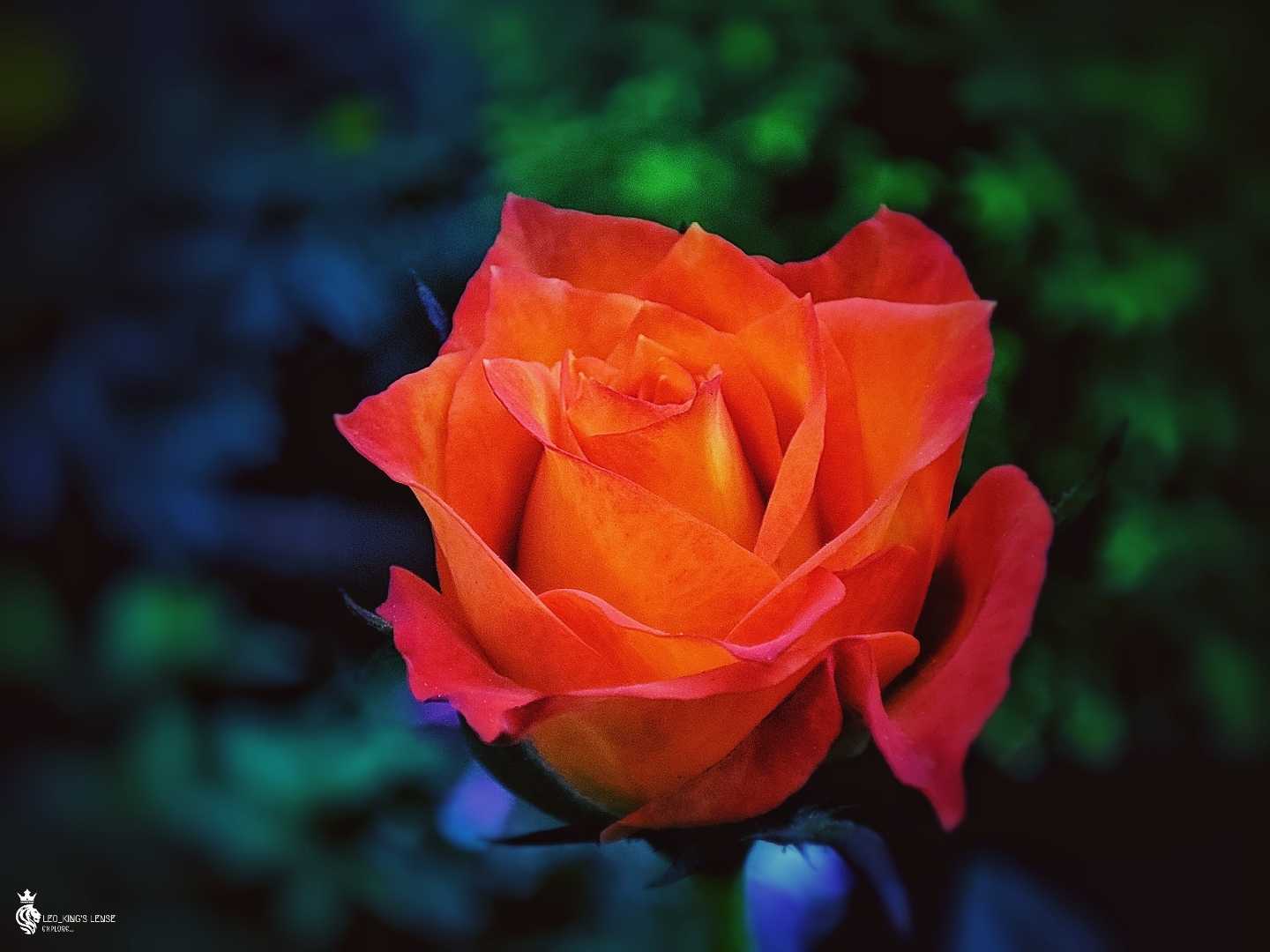 orange rose