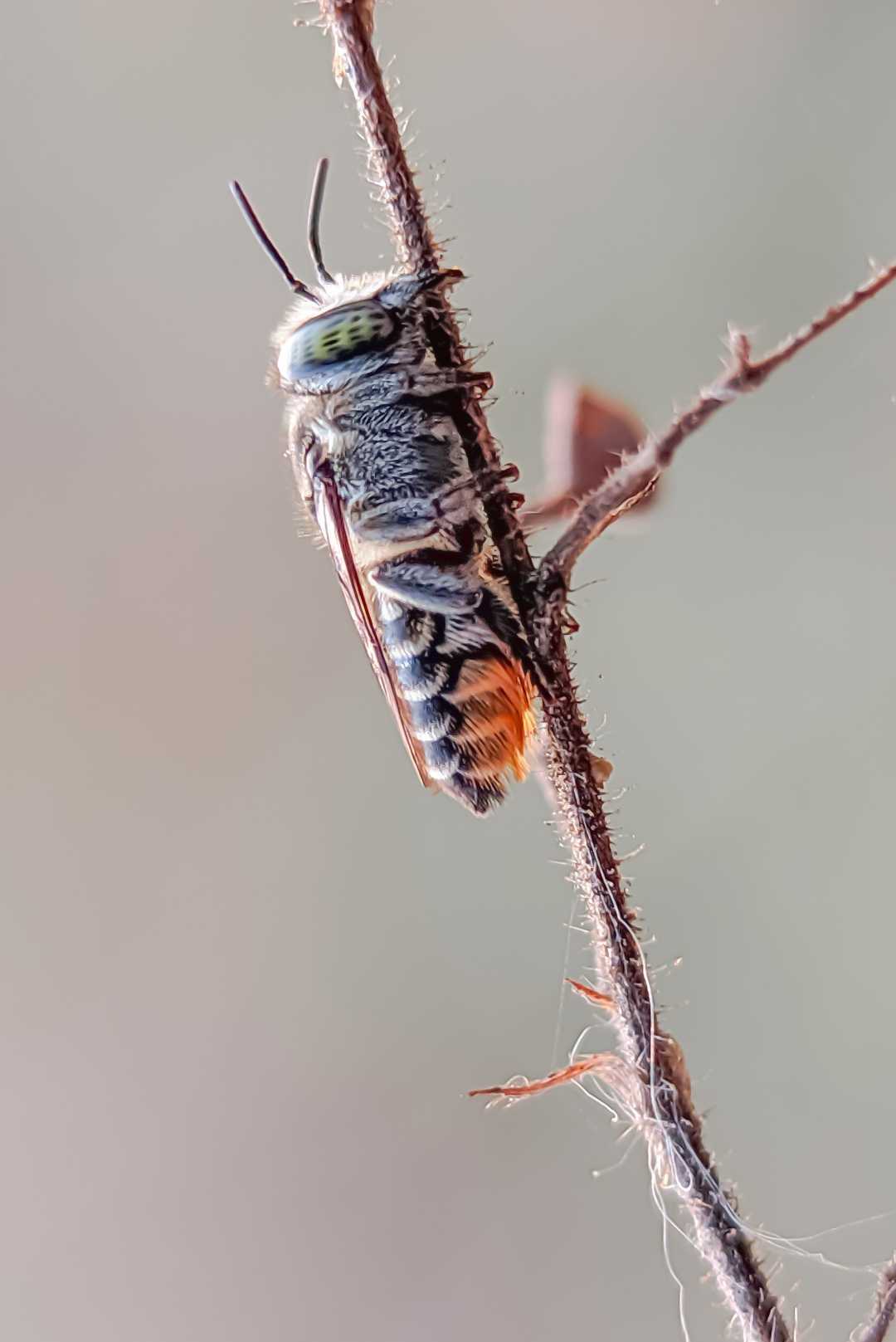 megachile