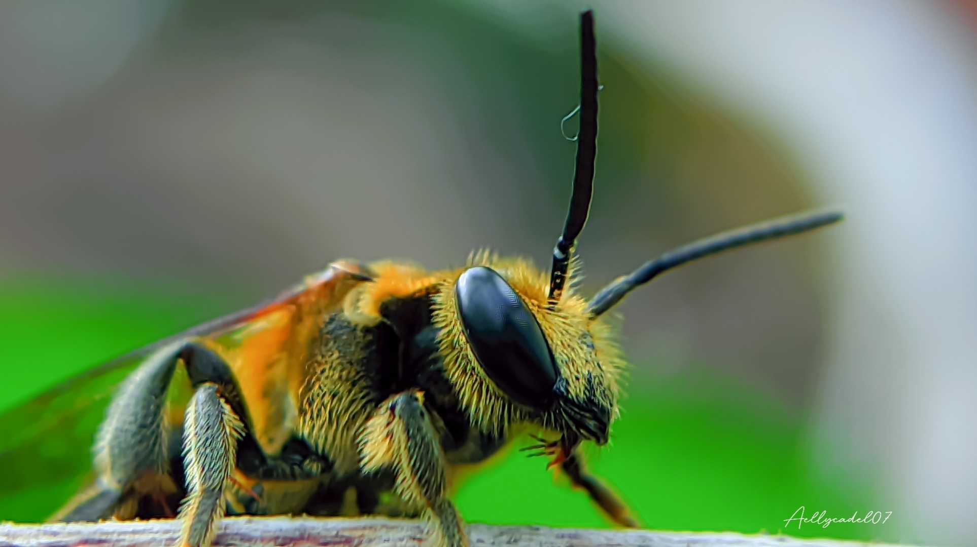 Honey bee 