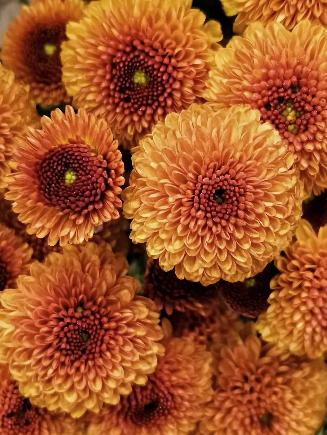Dahlia ( crisamtemum)