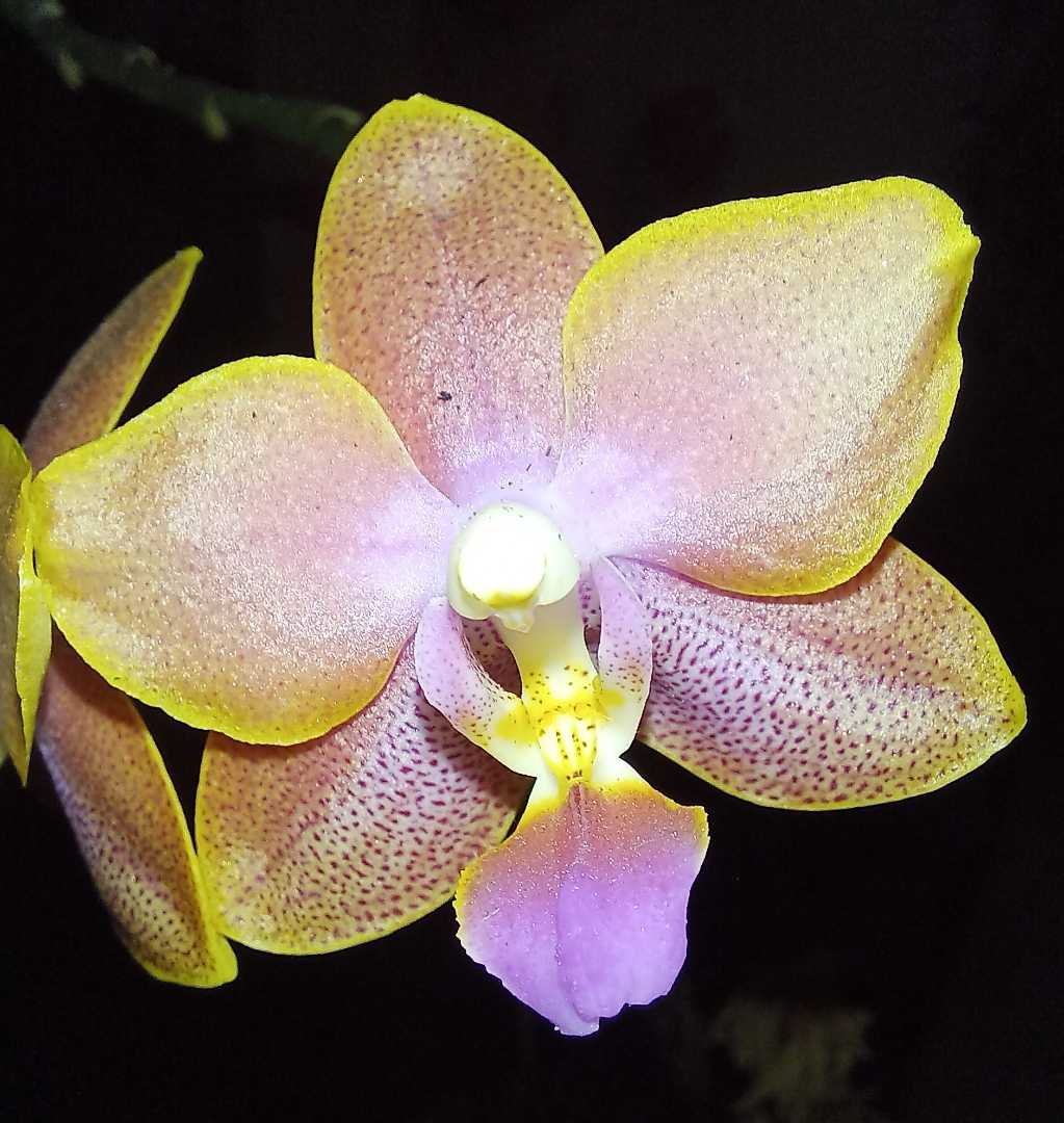 bunga anggrek 