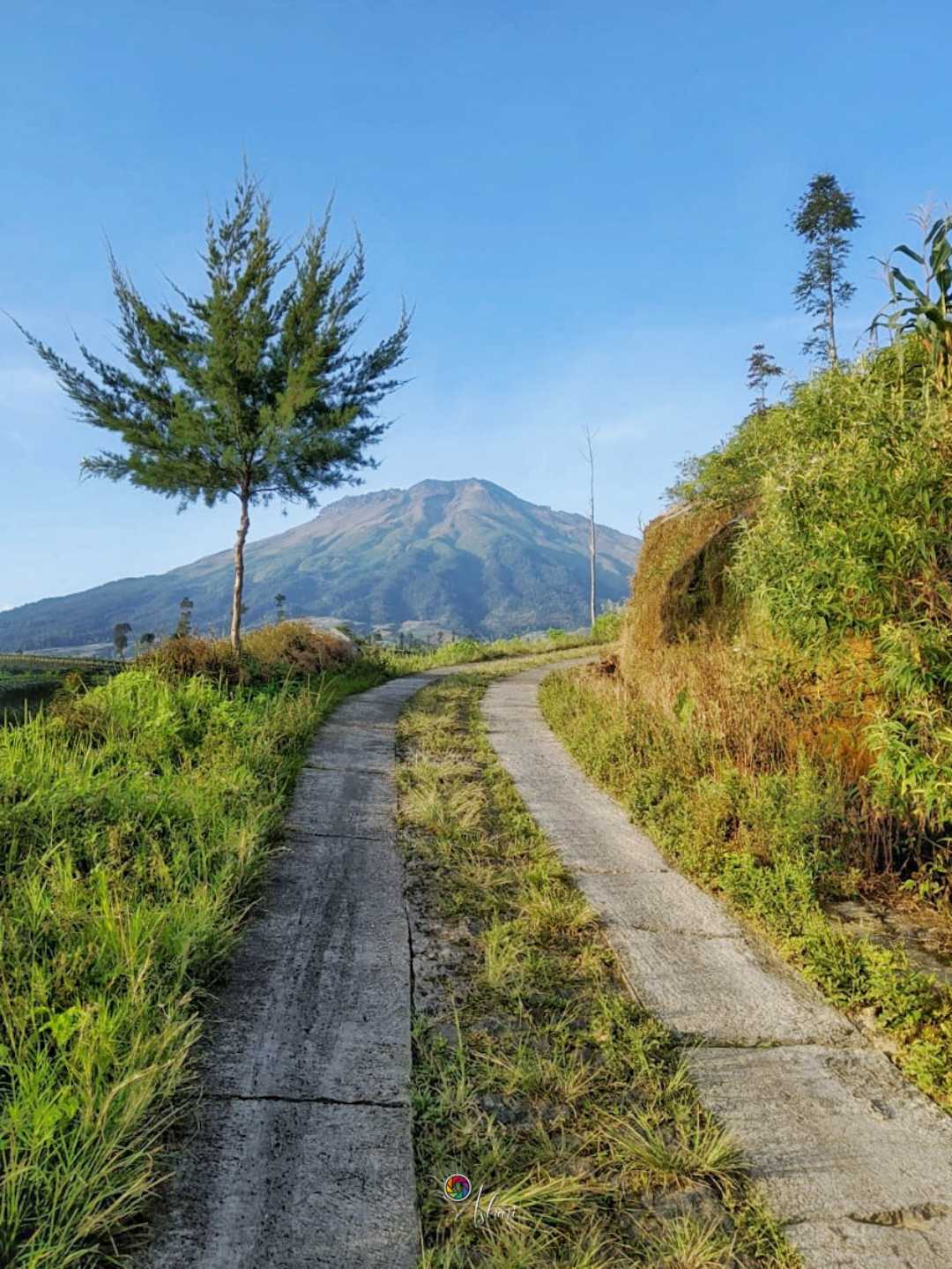 pohon jomblo