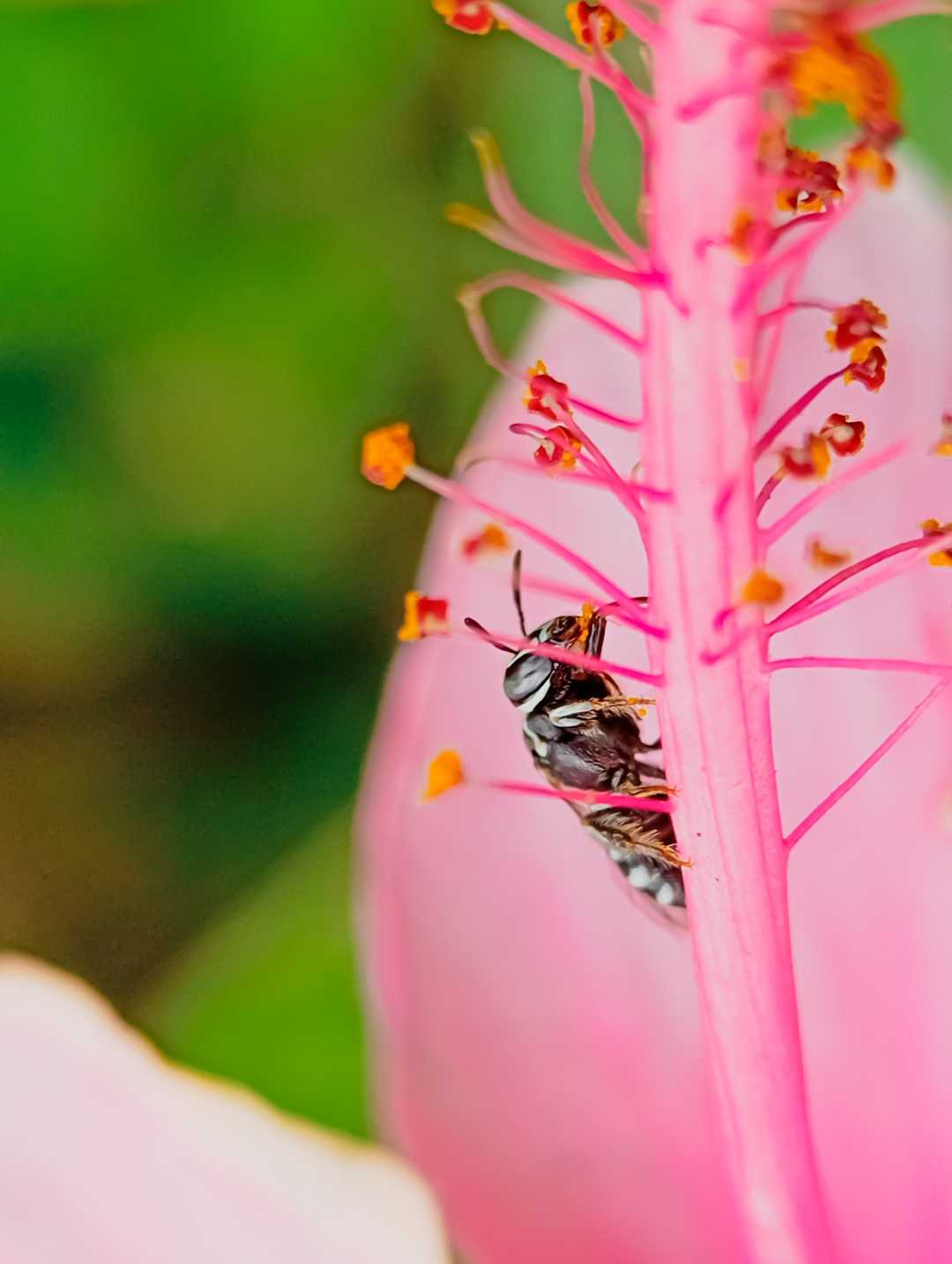 bee 🐝