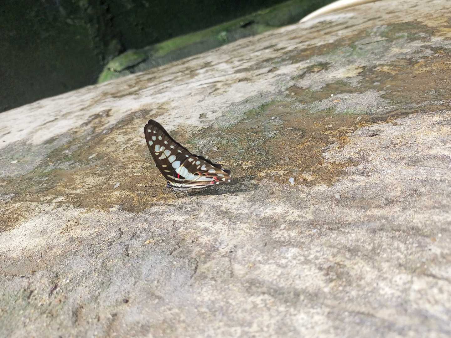 Butterfly on the moon.