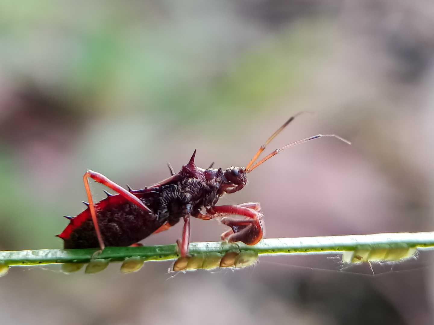 Wheel bugs