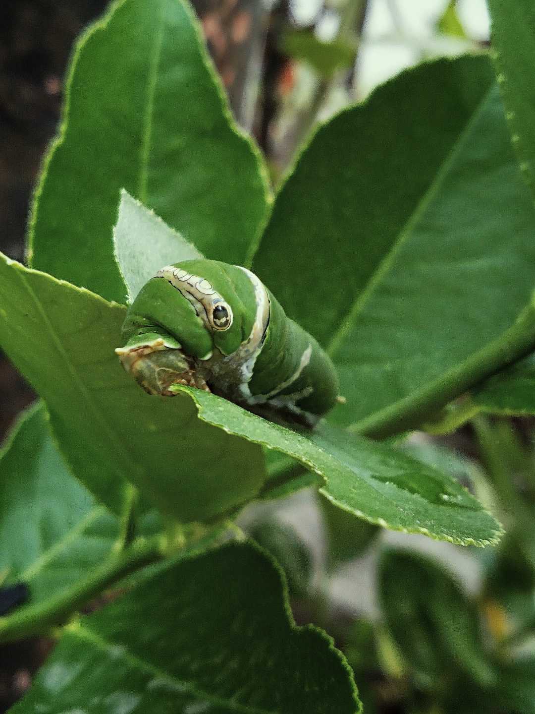 Ulat 