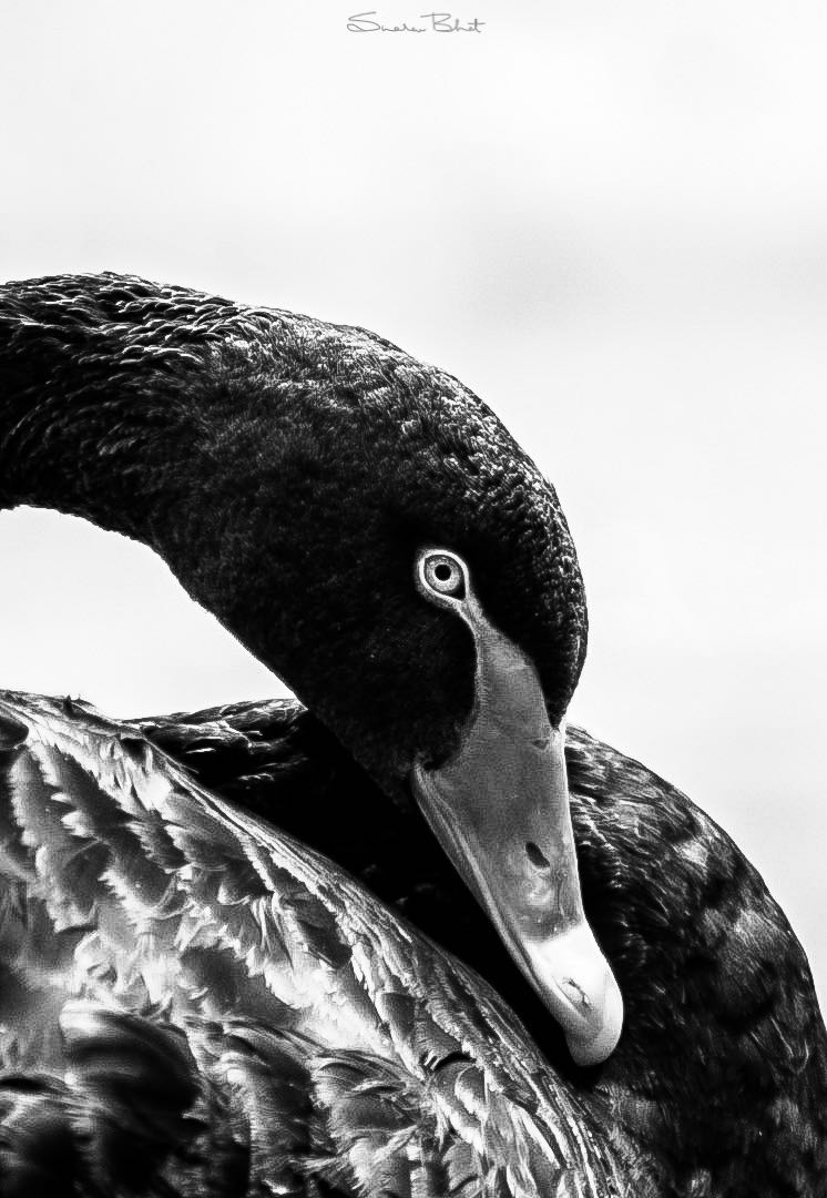 The swan-