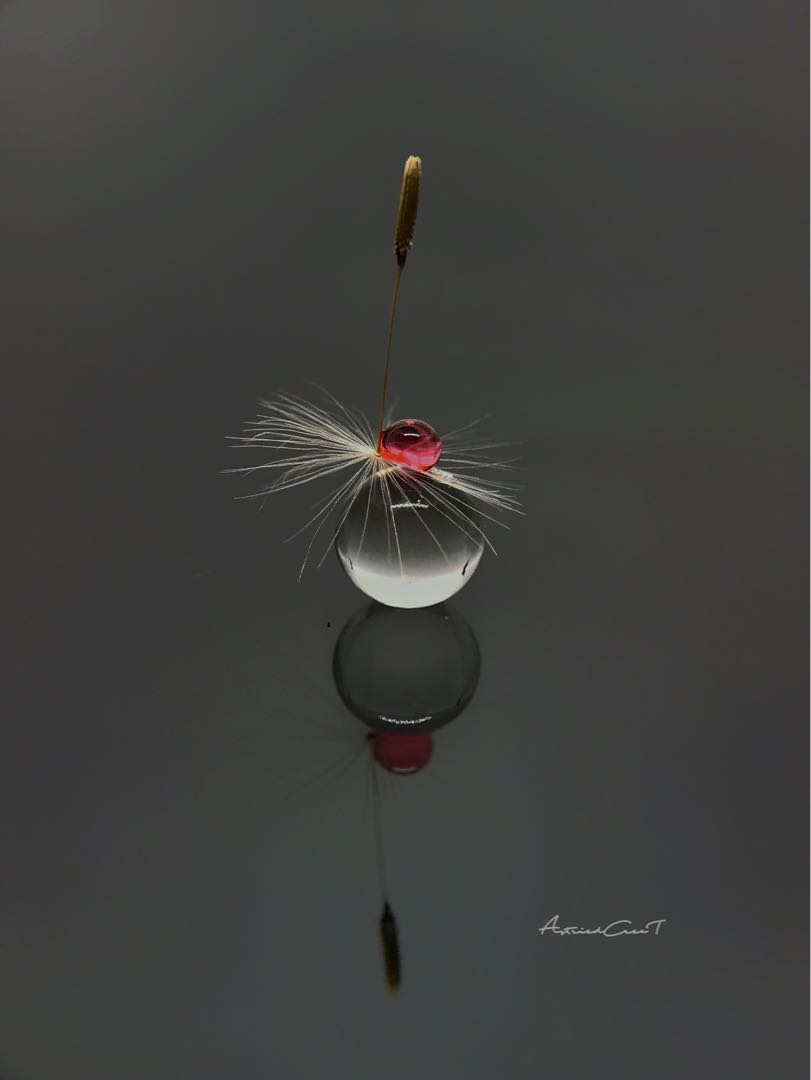 Macro StiL Life Photography