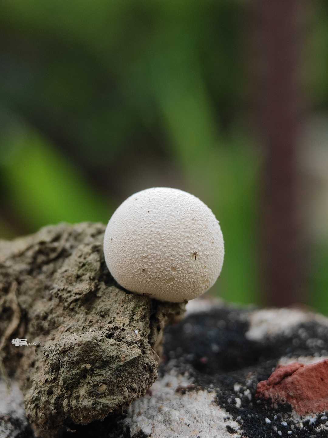 Fungi