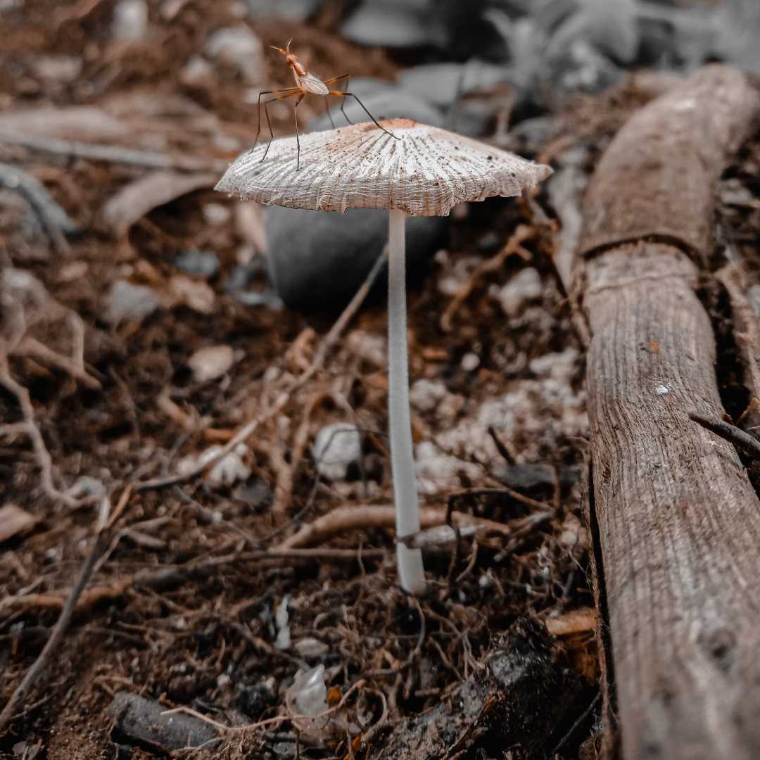Macro