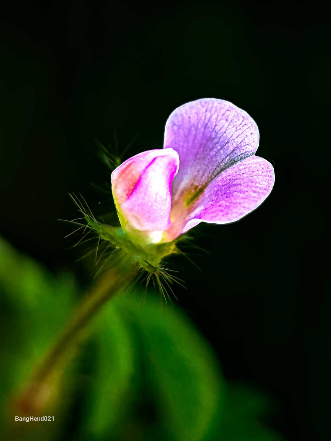 Vicia sativa