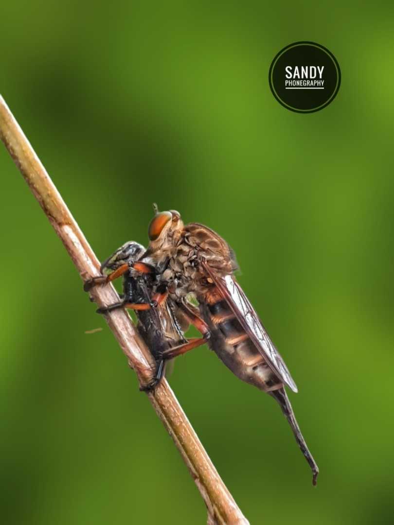 Holcocephala