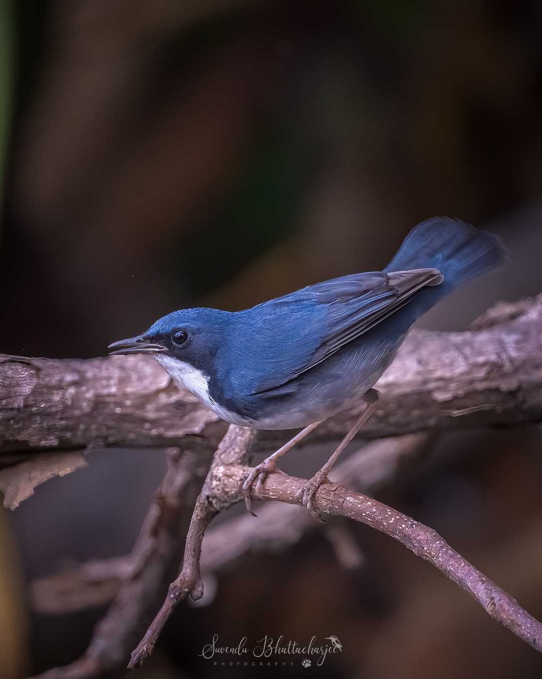 Siberian Blue Robin (Lifer)