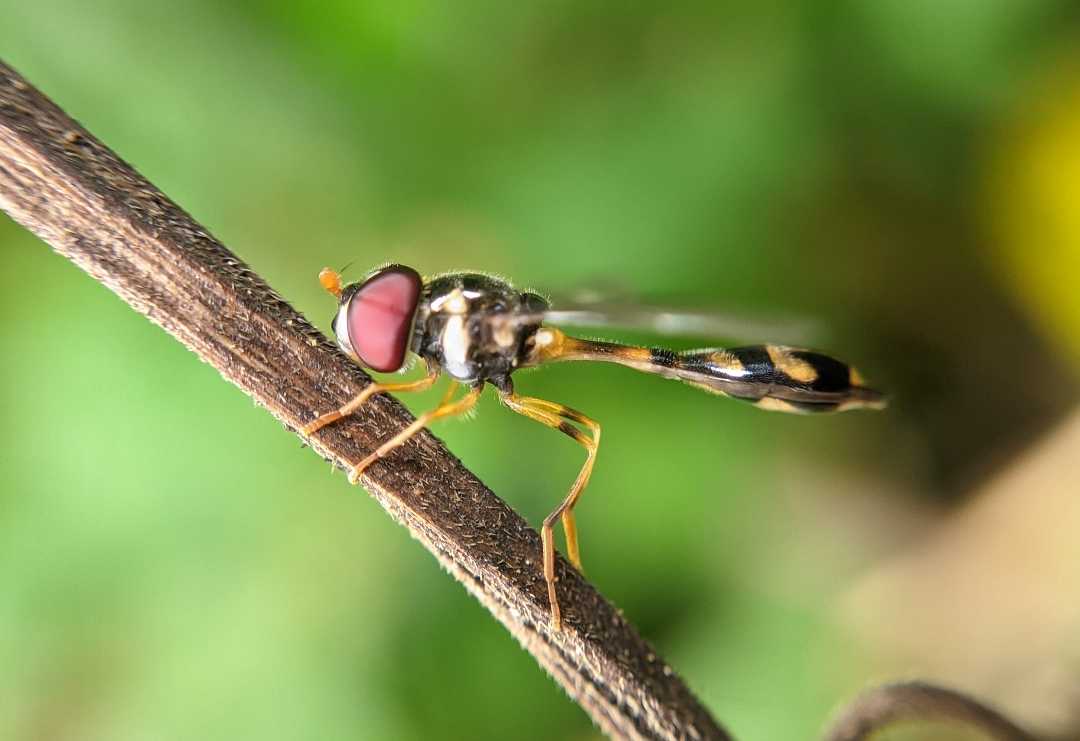 📍baccha elongata